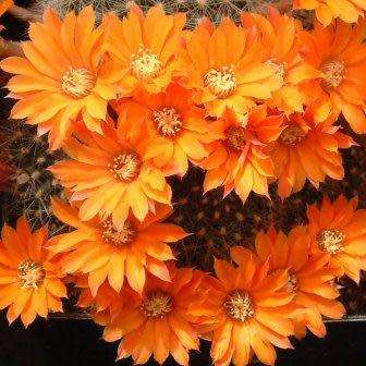 Rebutia fiebrigii - 5 Seed Pack - Exotic Cactus Succulent -Combined Global Shipping