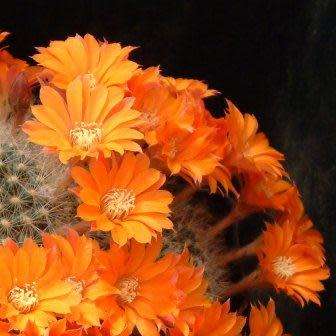 Rebutia fiebrigii - 5 Seed Pack - Exotic Cactus Succulent -Combined Global Shipping