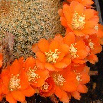 Rebutia fiebrigii - 5 Seed Pack - Exotic Cactus Succulent -Combined Global Shipping