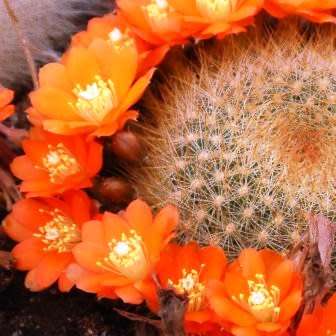 Rebutia fiebrigii - 5 Seed Pack - Exotic Cactus Succulent -Combined Global Shipping