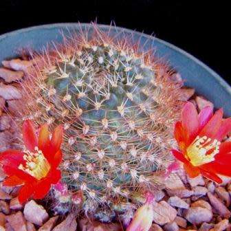 Rebutia pseudodeminuta - 5 Seed Pack - Exotic Cactus Succulent -Combined Global Shipping