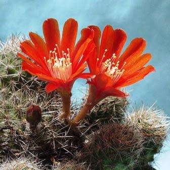 Rebutia pseudodeminuta - 5 Seed Pack - Exotic Cactus Succulent -Combined Global Shipping