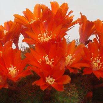 Rebutia pseudodeminuta - 5 Seed Pack - Exotic Cactus Succulent -Combined Global Shipping