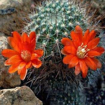 Rebutia pseudodeminuta - 5 Seed Pack - Exotic Cactus Succulent -Combined Global Shipping