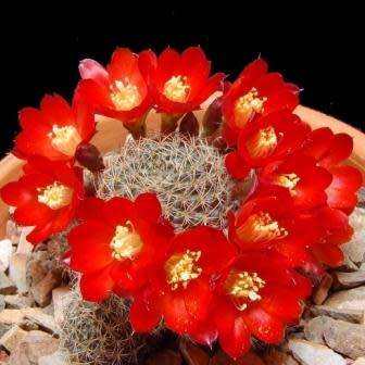 Rebutia pseudodeminuta - 5 Seed Pack - Exotic Cactus Succulent -Combined Global Shipping