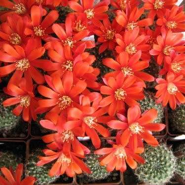 Rebutia pseudodeminuta - 5 Seed Pack - Exotic Cactus Succulent -Combined Global Shipping