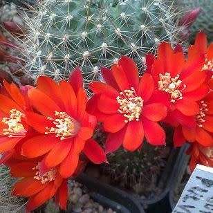 Rebutia pseudodeminuta - 5 Seed Pack - Exotic Cactus Succulent -Combined Global Shipping