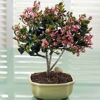 Rhaphiolepis indica - Indian Hawthorn Bonsai Seeds + Free Bonsai eBook - Exotic