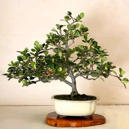 Rhaphiolepis indica - Indian Hawthorn Bonsai Seeds + Free Bonsai eBook - Exotic