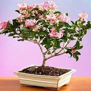 Rhaphiolepis indica - Indian Hawthorn Bonsai Seeds + Free Bonsai eBook - Exotic