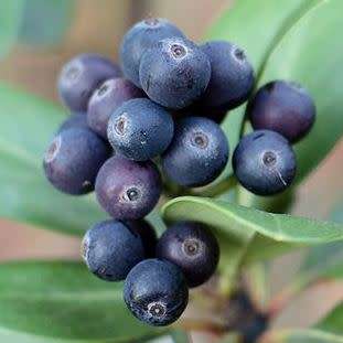 5 Rhaphiolepis indica - Indian Hawthorn Shrub Seeds + Free Seeds with ALL orders - Exotic