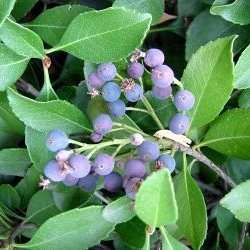 5 Rhaphiolepis indica - Indian Hawthorn Shrub Seeds + Free Seeds with ALL orders - Exotic