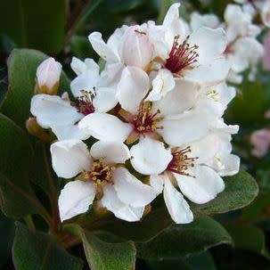5 Rhaphiolepis indica - Indian Hawthorn Shrub Seeds + Free Seeds with ALL orders - Exotic