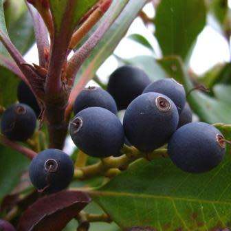 5 Rhaphiolepis indica - Indian Hawthorn Shrub Seeds + Free Seeds with ALL orders - Exotic