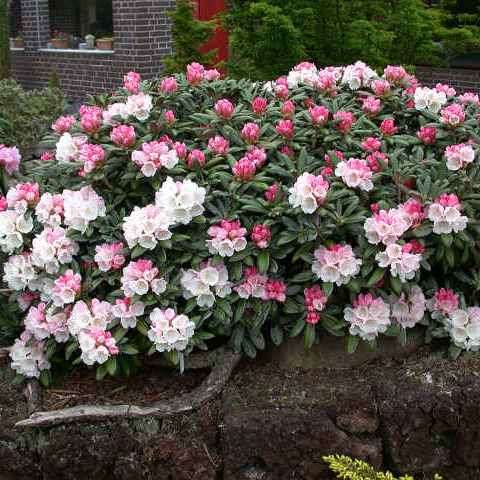 Rhododendron degronianum Seeds - Evergreen Shrub Bonsai Exotic - Combined Worldwide Shipping