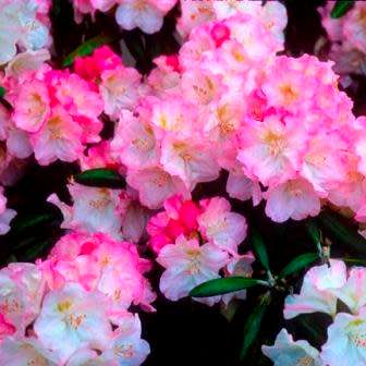 Rhododendron degronianum Seeds - Evergreen Shrub Bonsai Exotic - Combined Worldwide Shipping