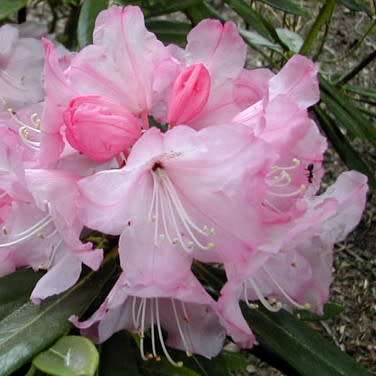Rhododendron degronianum Seeds - Evergreen Shrub Bonsai Exotic - Combined Worldwide Shipping