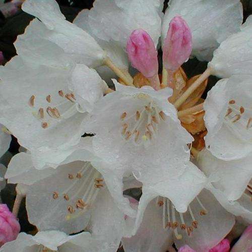 Rhododendron degronianum Seeds - Evergreen Shrub Bonsai Exotic - Combined Worldwide Shipping