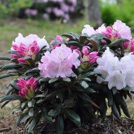 Rhododendron degronianum Seeds - Evergreen Shrub Bonsai Exotic - Combined Worldwide Shipping