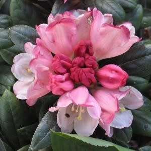 Rhododendron degronianum Seeds - Evergreen Shrub Bonsai Exotic - Combined Worldwide Shipping