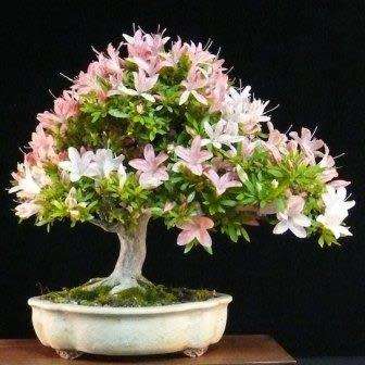 Rhododendron schlippenbachii - Royal Azalea Bonsai Seeds + FREE Gifts Seeds + Bonsai eBook