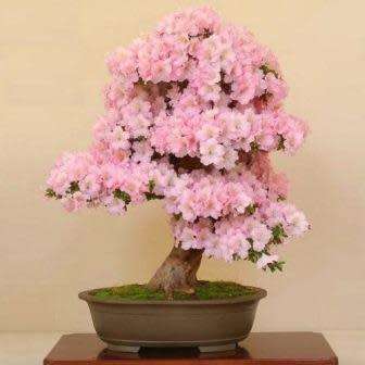Rhododendron schlippenbachii - Royal Azalea Bonsai Seeds + FREE Gifts Seeds + Bonsai eBook