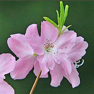 Rhododendron schlippenbachii - Royal Azalea Bonsai Seeds + FREE Gifts Seeds + Bonsai eBook