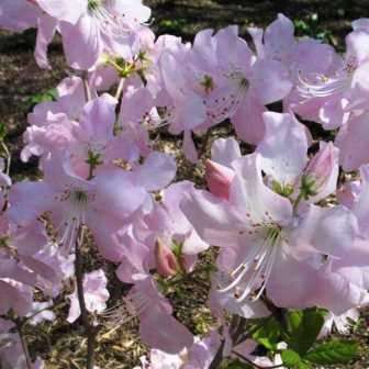 Rhododendron schlippenbachii - Royal Azalea Bonsai Seeds + FREE Gifts Seeds + Bonsai eBook