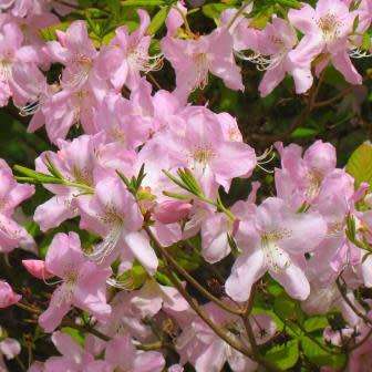 Rhododendron schlippenbachii - Royal Azalea Bonsai Seeds + FREE Gifts Seeds + Bonsai eBook