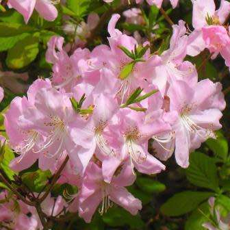 Rhododendron schlippenbachii - Royal Azalea Bonsai Seeds + FREE Gifts Seeds + Bonsai eBook