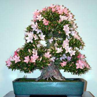 Rhododendron schlippenbachii - Royal Azalea Bonsai Seeds + FREE Gifts Seeds + Bonsai eBook