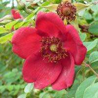5 Rosa moyesii - Moyes Rose - Perennial Flowering Shrub - Combined Worldwide Shipping
