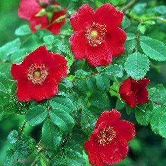 5 Rosa moyesii - Moyes Rose - Perennial Flowering Shrub - Combined Worldwide Shipping