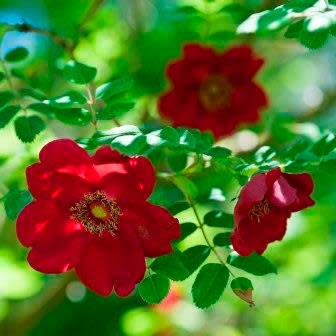 5 Rosa moyesii - Moyes Rose - Perennial Flowering Shrub - Combined Worldwide Shipping