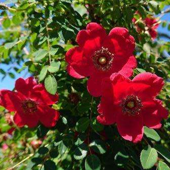 5 Rosa moyesii - Moyes Rose - Perennial Flowering Shrub - Combined Worldwide Shipping