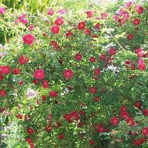 5 Rosa moyesii - Moyes Rose - Perennial Flowering Shrub - Combined Worldwide Shipping