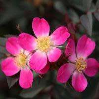 Rosa rubrifolia - Red Leaf Rose - Perennial Flowering Shrub - Combined Worldwide Shipping