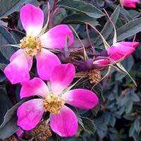 Rosa rubrifolia - Red Leaf Rose - Perennial Flowering Shrub - Combined Worldwide Shipping