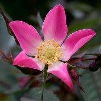 Rosa rubrifolia - Red Leaf Rose - Perennial Flowering Shrub - Combined Worldwide Shipping