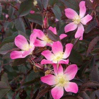 Rosa rubrifolia - Red Leaf Rose - Perennial Flowering Shrub - Combined Worldwide Shipping