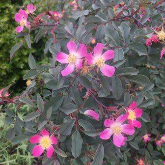 Rosa rubrifolia - Red Leaf Rose - Perennial Flowering Shrub - Combined Worldwide Shipping