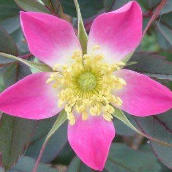 Rosa rubrifolia - Red Leaf Rose - Perennial Flowering Shrub - Combined Worldwide Shipping