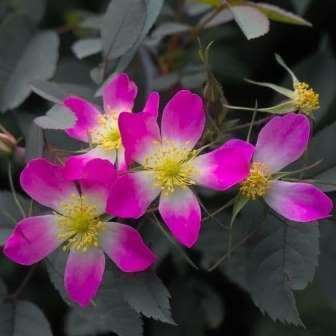 Rosa rubrifolia - Red Leaf Rose - Perennial Flowering Shrub - Combined Worldwide Shipping