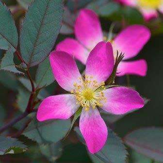 Rosa rubrifolia - Red Leaf Rose - Perennial Flowering Shrub - Combined Worldwide Shipping