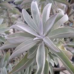 Salvia apiana - White Sage, Bee Sage, or Sacred Sage - 5 Seed Pack - Ethnobotanical