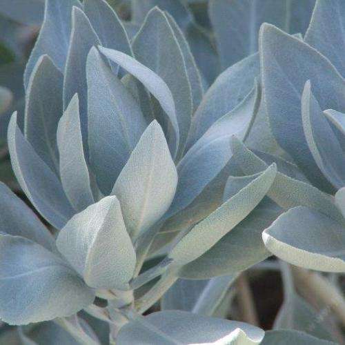 Salvia apiana - White Sage, Bee Sage, or Sacred Sage - 5 Seed Pack - Ethnobotanical