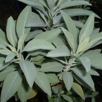 Salvia apiana - White Sage, Bee Sage, or Sacred Sage - 5 Seed Pack - Ethnobotanical