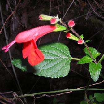 Salvia coccinea, Scarlet Sage - 20+ Seed Pack - Striking Annual, Attracts Birds and Butterflies