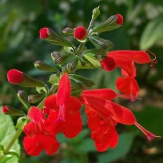 Salvia coccinea, Scarlet Sage - 20+ Seed Pack - Striking Annual, Attracts Birds and Butterflies