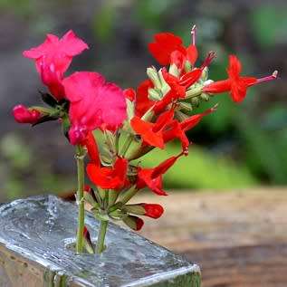 Salvia coccinea, Scarlet Sage - 20+ Seed Pack - Striking Annual, Attracts Birds and Butterflies